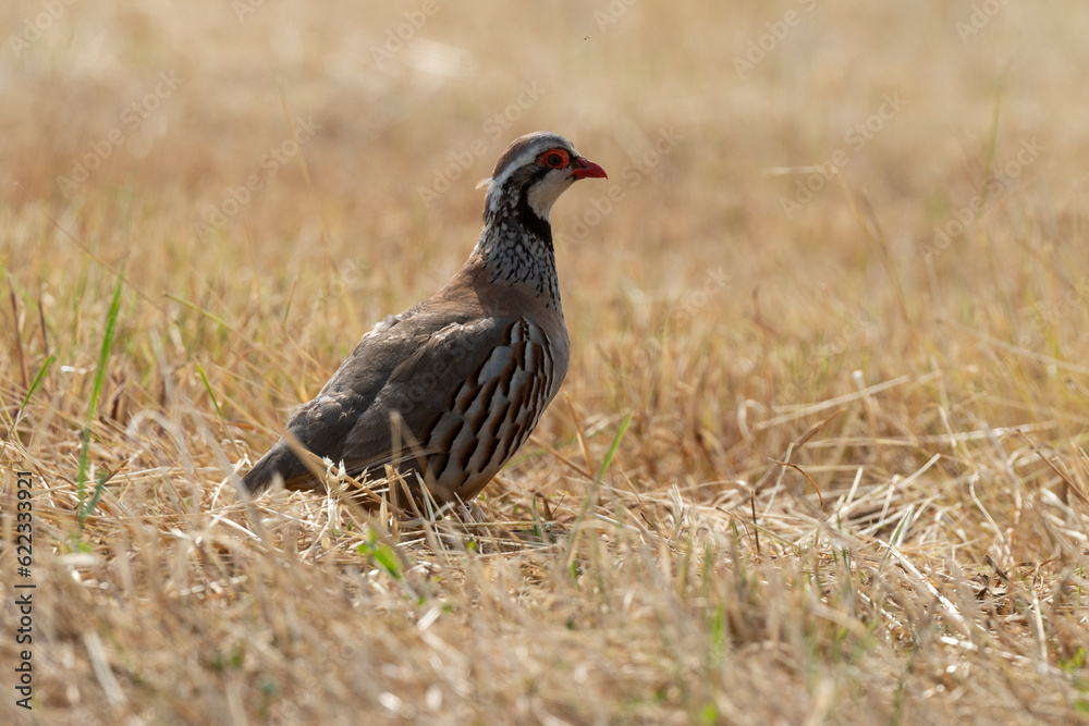Perdrix rouge,.Alectoris rufa, Red legged Partridge Perdrix rouge,.Alectoris rufa, Red legged Partridge
