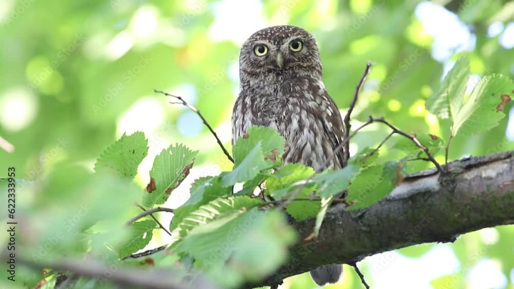 Little owl, Athene noctua. A bird sits on a branch, looks into the lens and blinks Little owl, Athene noctua. A bird sits on a branch, looks into the lens and blinks