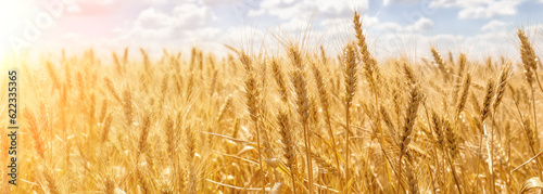 Panorama of golden ears of wheat against the blue sky and clouds.