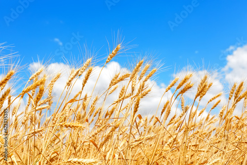 Golden ears of wheat against the blue sky and clouds  close up.