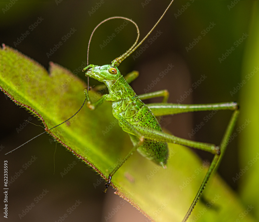 A small green spotted grasshopper sits on a leaf and cleans its mustache. A small green spotted grasshopper sits on a leaf and cleans its mustache.