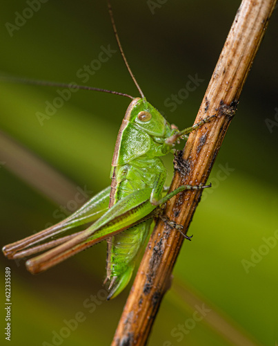 A bright green grasshopper crawls down a dry stem. © Alex
