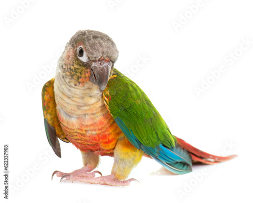 colorful conure in front of white background