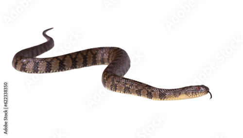 Watersnake Nerodia rhombifer isolated on white background