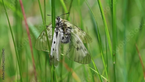 Schwarze Apollo (Parnassius mnemosyne) bei der Paarung photo