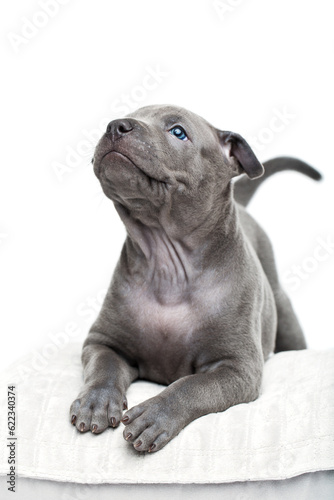 One month old thai ridgeback puppy dog lying on pillow and looking up Isolated on white. Copy space. © Designpics