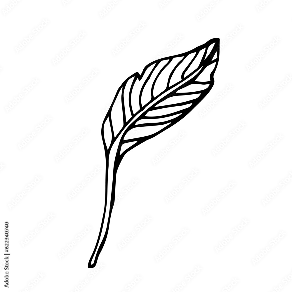 Leaf of Birds of paradise plant.Indoor plant. Line art, Doodle illustration. Design element