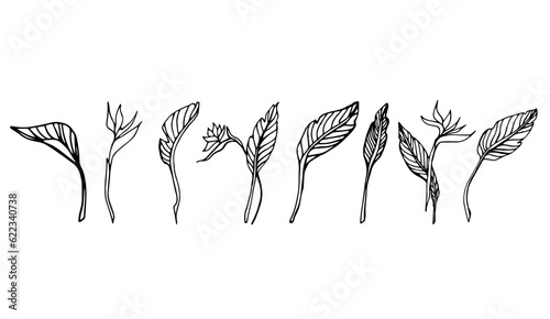 Set of Birds of paradise plants. Indoor plants. Line art, Doodle illustration, hand drawn