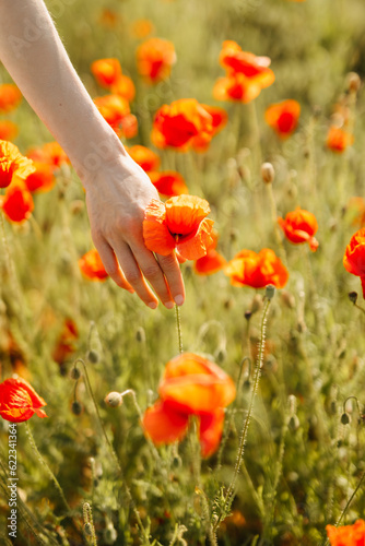 Closeup of a woman's hand touching wild poppy flower in a field. © Bostan Natalia