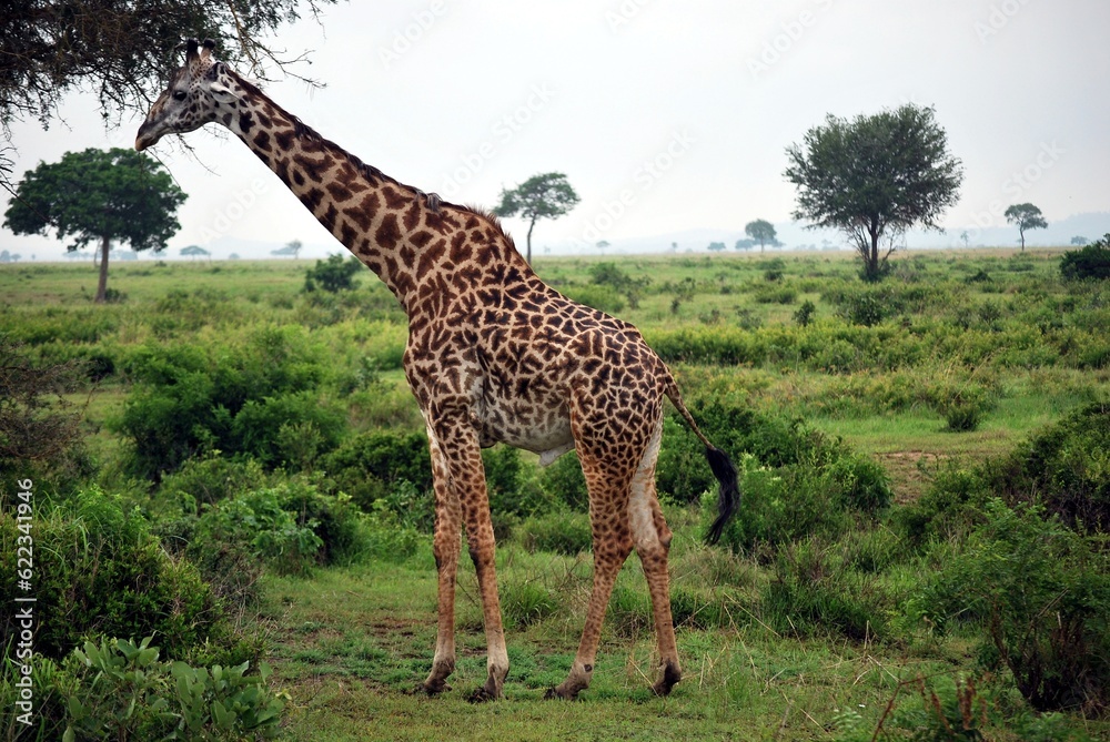 Giraffe which eats tree leaves in the Tanzanian meadow Giraffe which eats tree leaves in the Tanzanian meadow