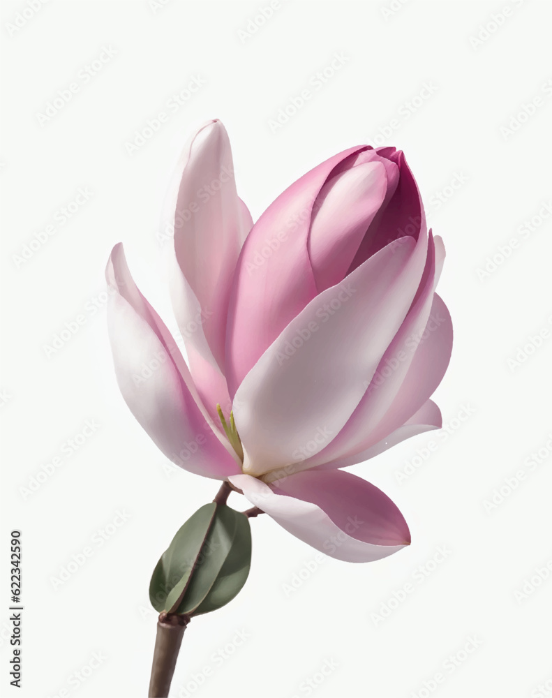 Magnolia. Realistic pink flower isolated on white background. Vector illustration