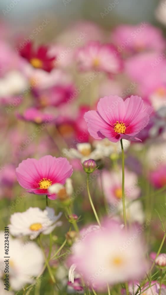 Cute pink cosmos flowers blooming and blowing in wind in autumn or fall, Flora or blossom background, Vertical video for smartphone footage Cute pink cosmos flowers blooming and blowing in wind in autumn or fall, Flora or blossom background, Vertical video for smartphone footage