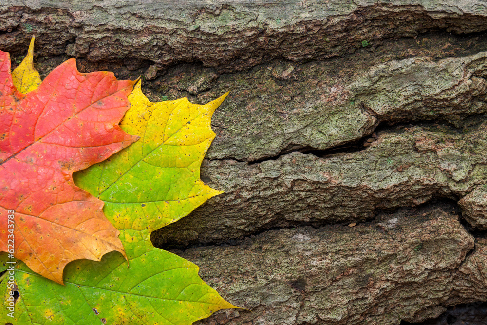 Two autumn multi-colored maple leaves, rest side by side on a cracked dying log. Two autumn multi-colored maple leaves, rest side by side on a cracked dying log.