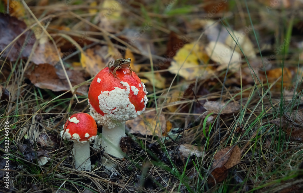 autumn background. little frog sitting on red amanita muscaria mushroom in forest, abstract natural backdrop. close up. wildlife scene. save nature concept. wild nature aesthetic. autumn background. little frog sitting on red amanita muscaria mushroom in forest, abstract natural backdrop. close up. wildlife scene. save nature concept. wild nature aesthetic.