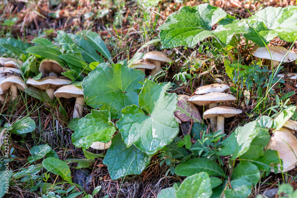 Fototapeta premium Setas y hongos silvestres