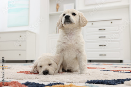 Cute little puppies on carpet at home. Adorable pets