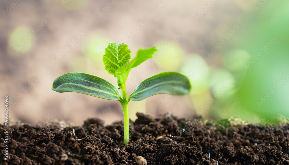 Green plant growing in good soil. Banner with copy space. Agriculture, organic gardening, planting or ecology concept. Young sprouts, seedlings growing. New life concept Green plant growing in good soil. Banner with copy space. Agriculture, organic gardening, planting or ecology concept. Young sprouts, seedlings growing. New life concept