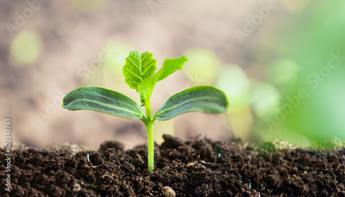 Green plant growing in good soil. Banner with copy space. Agriculture, organic gardening, planting or ecology concept. Young sprouts, seedlings growing. New life concept