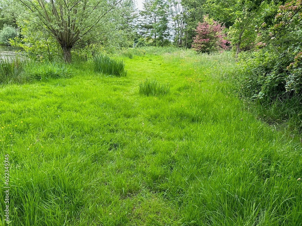 Fresh green grass and trees outdoors on spring day Fresh green grass and trees outdoors on spring day