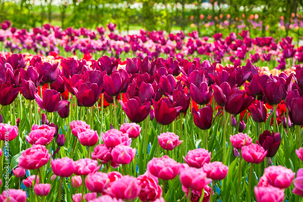Flower field of colourful tulips in spring. Colorful tulips in the Keukenhof garden, Netherlands. Fresh blooming tulips in the spring garden. Tulip Flower Field. Shallow focus. Beautiful tulips.