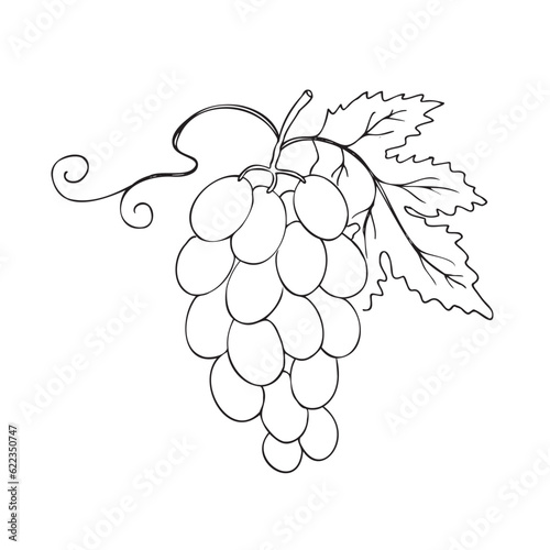Grape vine drawing. Hand drawn vector illustration of grape plant and leaf on isolated white background for print, label, poster, brochure, template, banner, logo. Design element, ink imitation