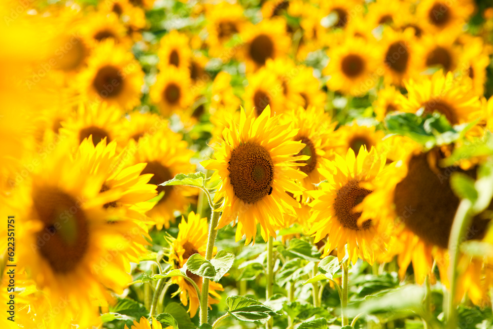 Czech Republic, Southern Bohemia - Field of Sunflowers.