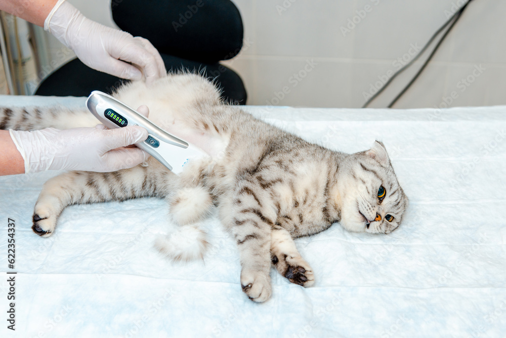 A veterinarian's hand shaves a cat's belly at veterinary clinic, the