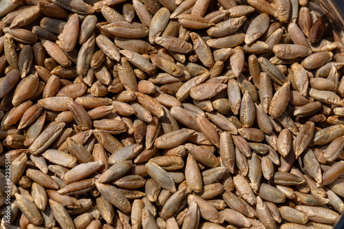Wheat grain as background texture