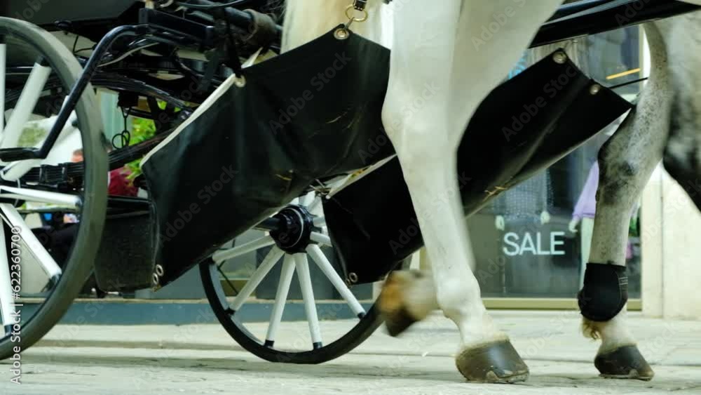 Horses with chariots walking down a city street in Europe, slow motion