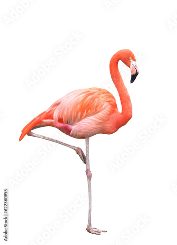 ベニイロフラミンゴ