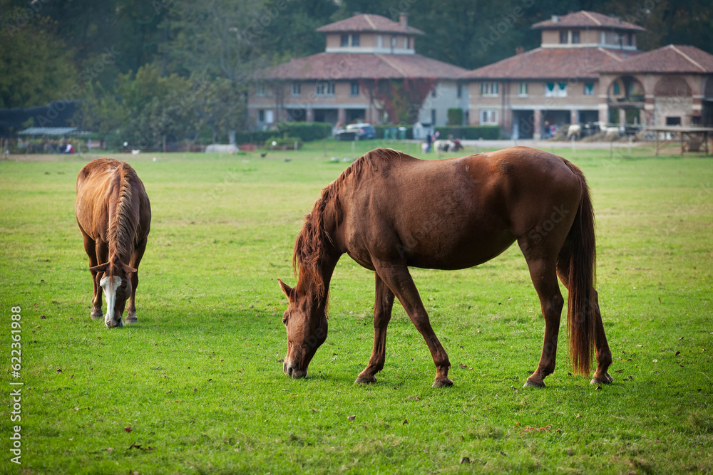 Horses grazing in pasture enjoying the autumn sunshine, monza, Italy Horses grazing in pasture enjoying the autumn sunshine, monza, Italy