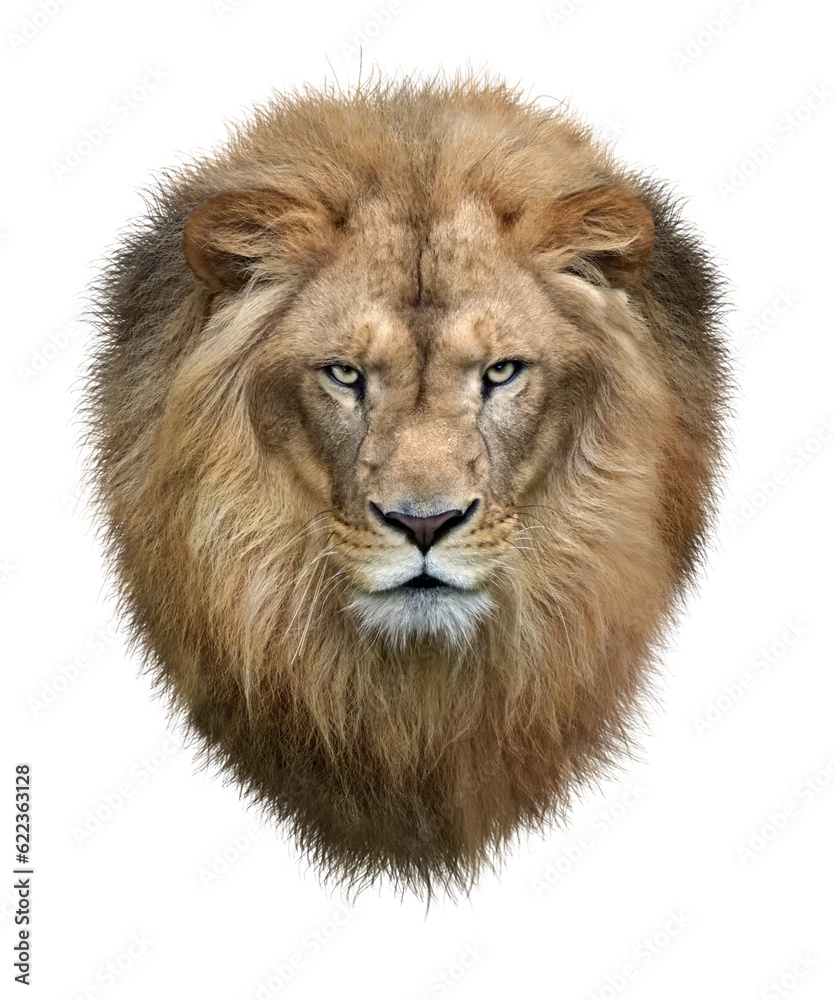 ライオン　正面の顔