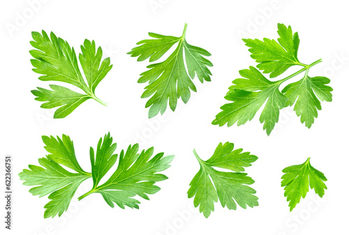 Fresh parsley leaf isolated on white background