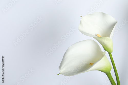 Fototapeta Naklejka Na Ścianę i Meble -  Beautiful calla lily flowers on white background. Space for text