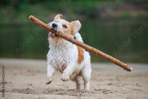 Jack Russell Terrier carries a stick in its mouth. Playing with a dog in the sand on the bank of a forest river