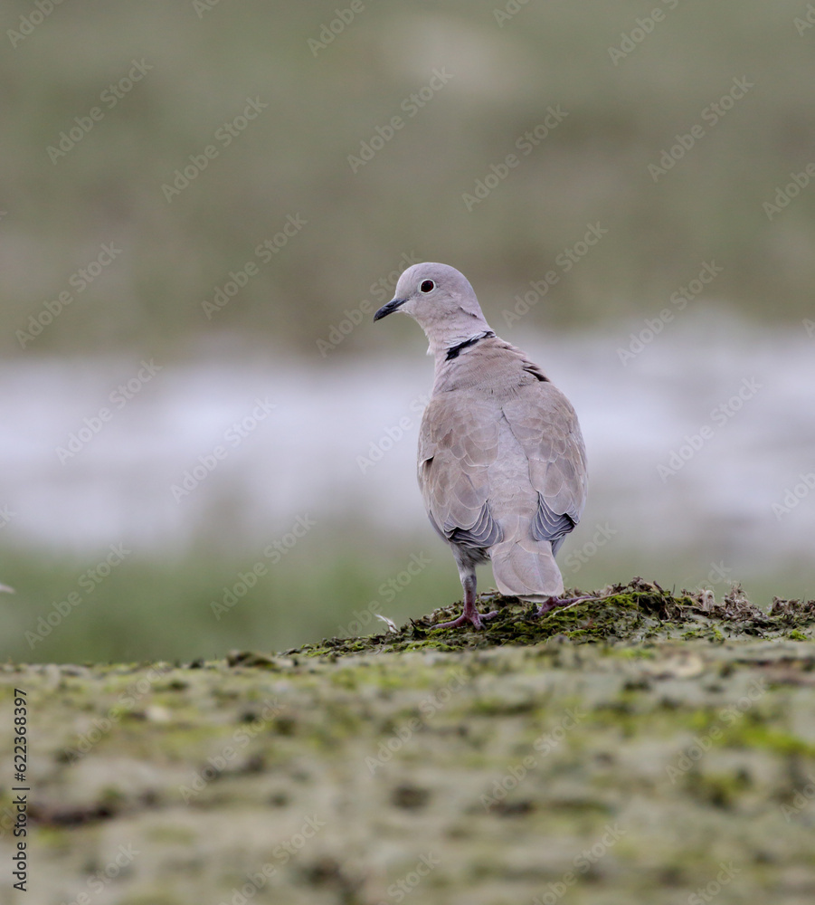 eurasian collared dove standing alone on the ground on a field. eurasian collared dove standing alone on the ground on a field.