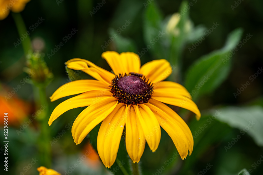Yellow “black-eyed Susan” in the park. Yellow “black-eyed Susan” in the park.