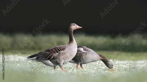 Two greylag geese or graylag geese (Anser anser) photo