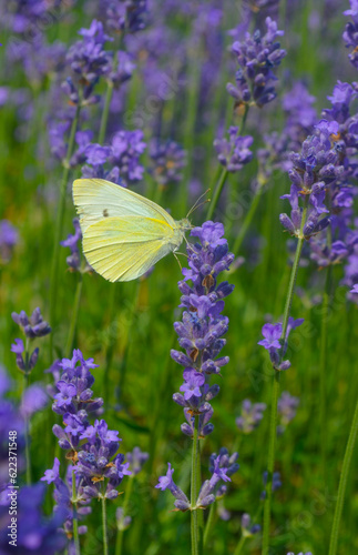 Schmetterling © lisa Gött