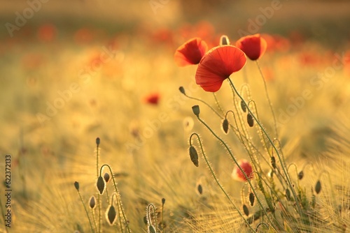 Poppies in the field at sunset