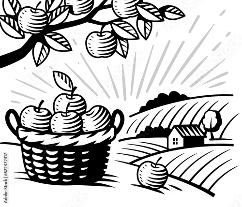 Apple garden on farm. Village and fruit harvest