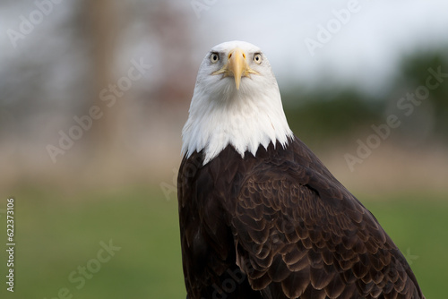 Wild bald Eagle in Alaska