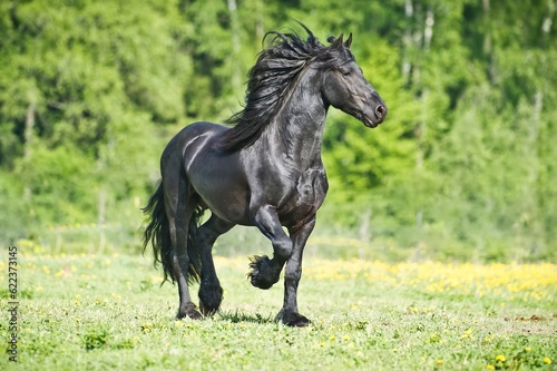 black Friesian horse gallops on the grass in the summer time