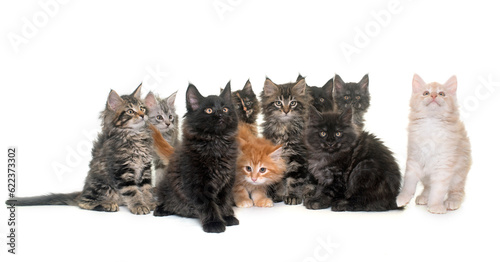 maine coon kitten in front of white background photo