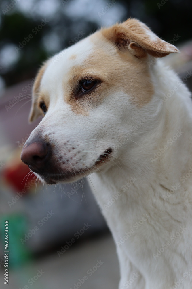 Fototapeta premium A White Stray Dog Posing Straight in Selective Focus 