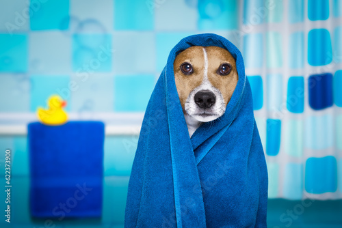Photo jack russell dog in a bathtub not so amused about that , with blue  towel, havin
