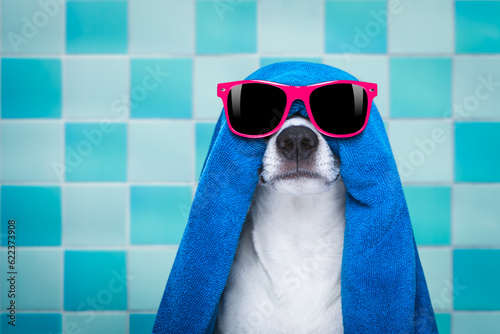 jack russell dog in a bathtub not so amused about that , with blue  towel, wearing funny sunglasses or glassses having a spa or wellness treatment © Designpics