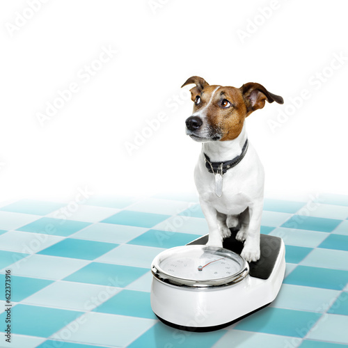 jack russell dog with guilty conscience  for overweight, and to loose weight , standing on a scale, isolated in bathroom floor © Designpics