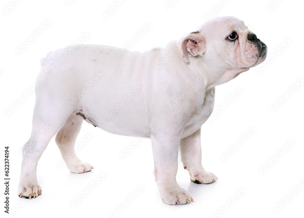 puppy english bulldog in front of white background