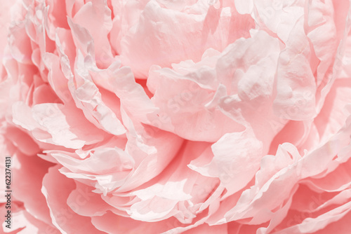 Fototapeta Naklejka Na Ścianę i Meble -  Beautiful view of white pink peonies close up lit by sunlight, midday light shadows, sun glare. Color gradient top view beauty nature aesthetic background. Natural floral pattern, selective